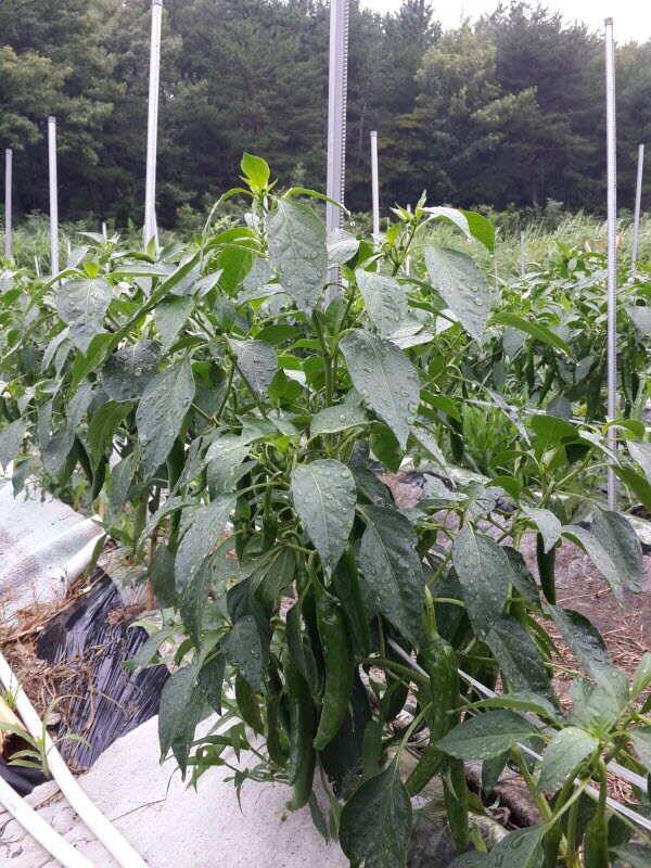 주말농장과 낚시터 (유료터정보 - 유료터조행기)