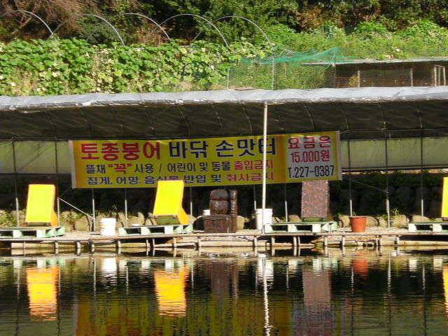 등잔밑이 어둡다 초당낚시터 (유료터정보 - 유료터조행기)