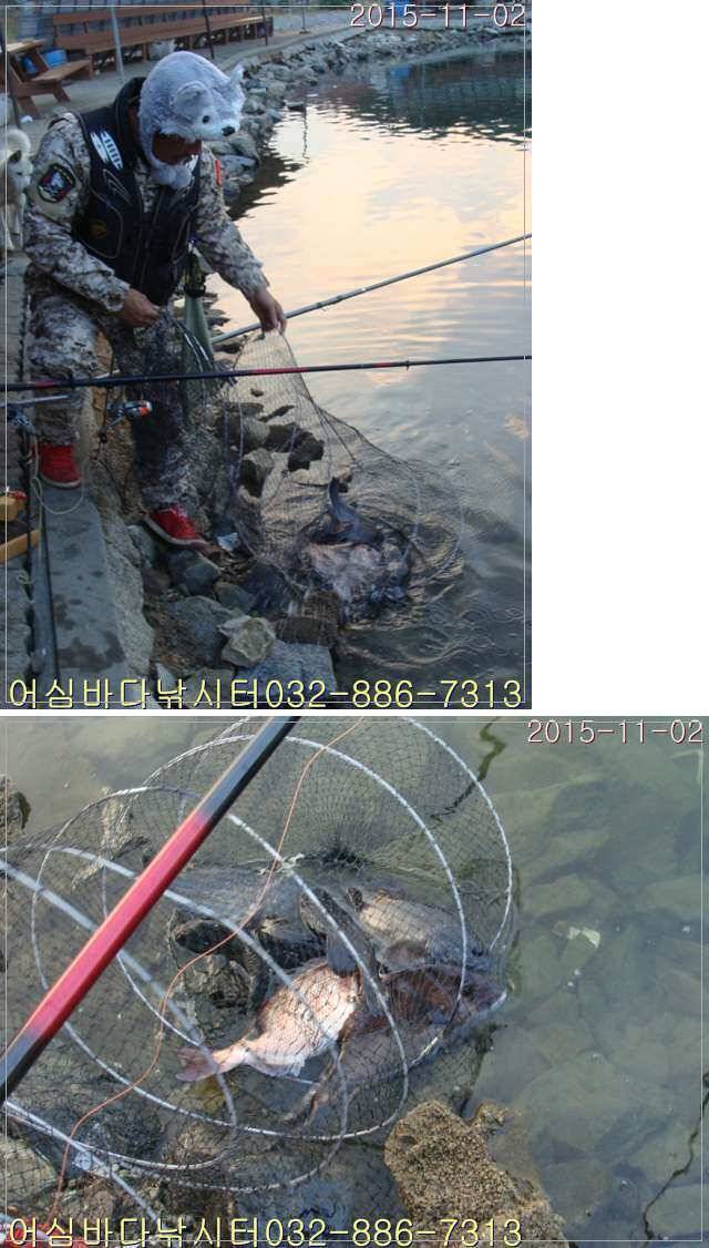 11월 2일 어심바다낚시터 조황사진 낚시하기 좋은 월요일 (유료터정보 - 유료터조행기)