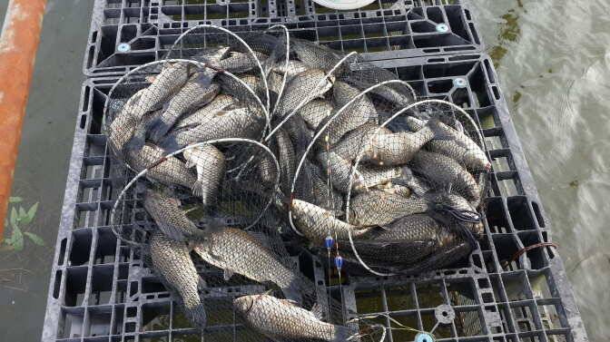 경주동산낚시터를 다녀와서 (유료터정보 - 유료터조행기)