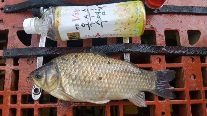 경주 동산낚시터 조행기 (유료터정보 - 유료터조행기)