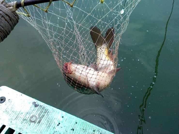 대구 무태낚시터에서 손맛 잘 봤습니다 (유료터정보 - 유료터조행기)