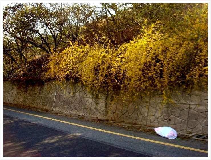 울산 덕진 소골낚시터 (유료터정보 - 유료터조행기)