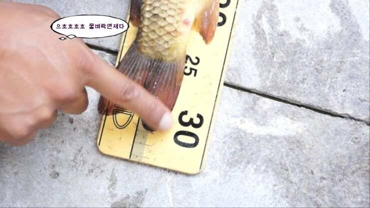 원주시 서곡낚시터 (유료터정보 - 유료터조행기)