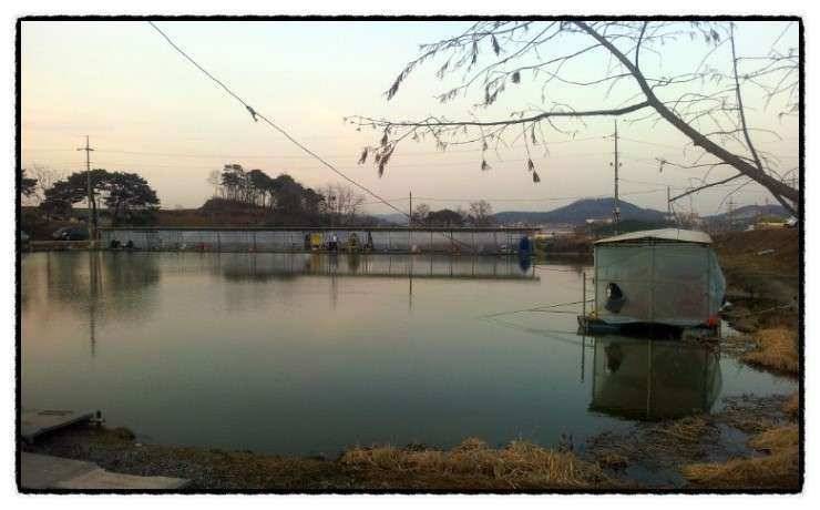 충남 아산 월선낚시터 4월 1일 실시간 조황보고 (유료터정보 - 유료터조행기)