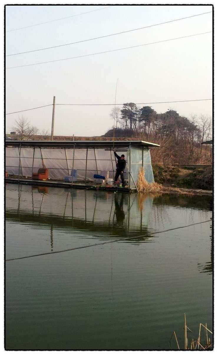 충남 아산 월선낚시터 4월 1일 실시간 조황보고 (유료터정보 - 유료터조행기)