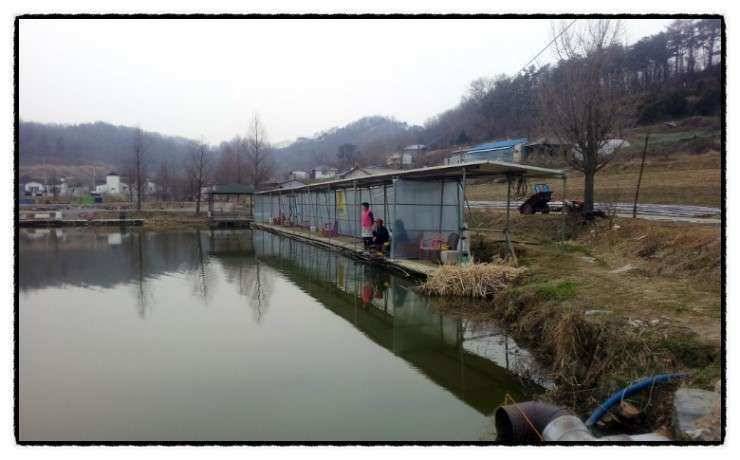 충남 아산 월선낚시터 4월 1일 실시간 조황보고 (유료터정보 - 유료터조행기)
