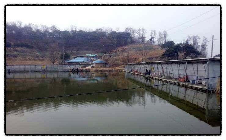 충남 아산 월선낚시터 4월 1일 실시간 조황보고 (유료터정보 - 유료터조행기)