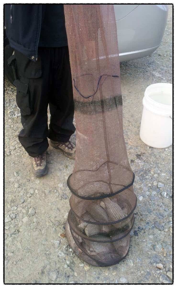 충남 아산 월선낚시터 4월 1일 실시간 조황보고 (유료터정보 - 유료터조행기)