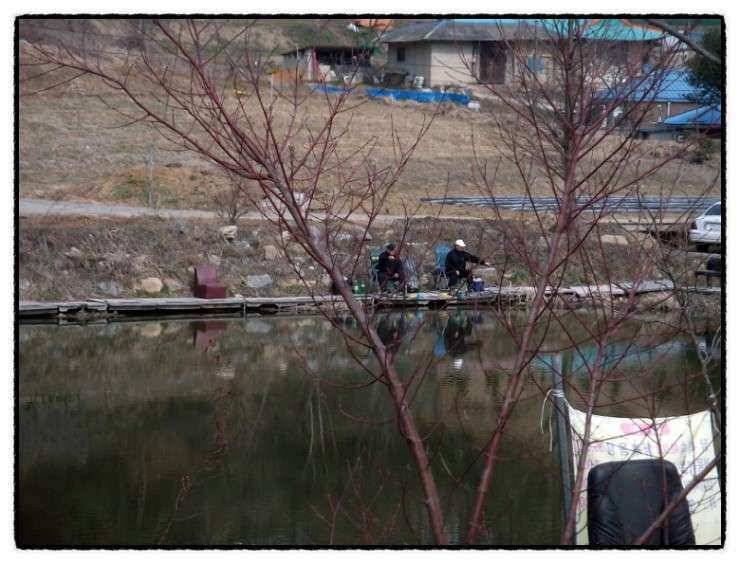 충남 아산 월선낚시터 3월 30일 실시간 조황정보 (유료터정보 - 유료터조행기)