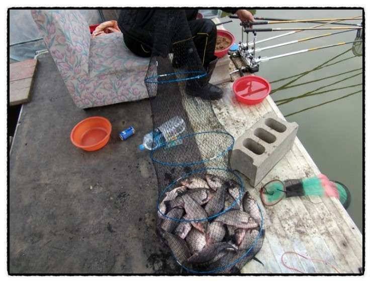 충남 아산 월선낚시터 3월 30일 실시간 조황정보 (유료터정보 - 유료터조행기)