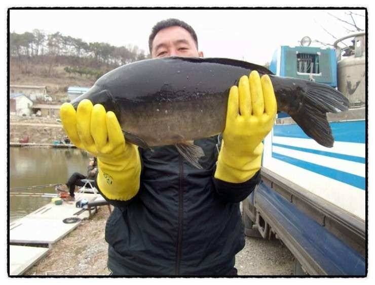 충남 아산 월선낚시터 3월 30일 실시간 조황정보 (유료터정보 - 유료터조행기)