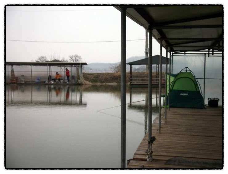 충남 아산 월선낚시터 3월 30일 실시간 조황정보 (유료터정보 - 유료터조행기)