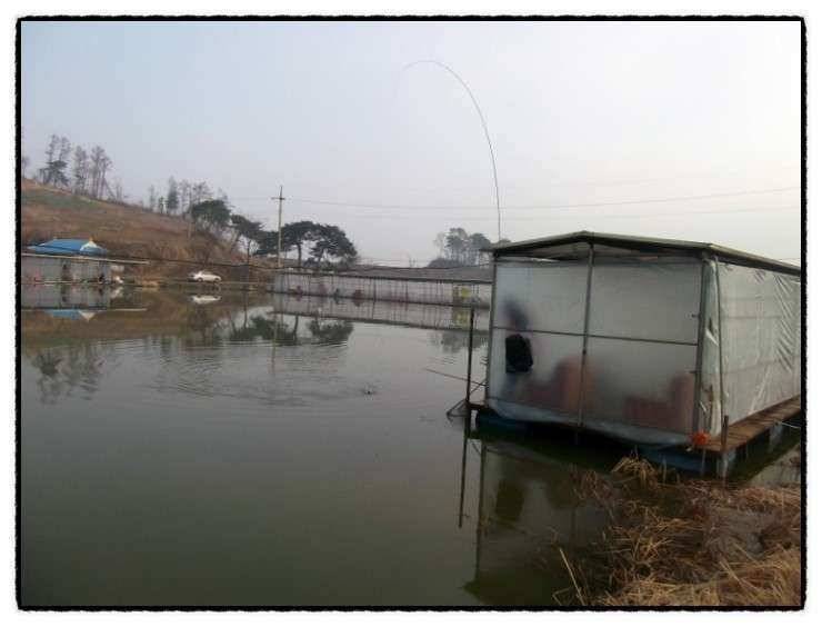 충남 아산 월선낚시터 3월 30일 실시간 조황정보 (유료터정보 - 유료터조행기)