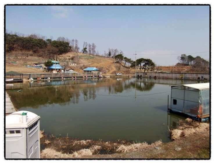 충남 아산 월선낚시터 3월 30일 실시간 조황정보 (유료터정보 - 유료터조행기)