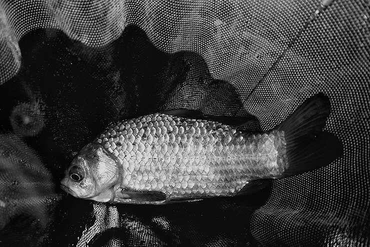 paypic_32a03_015636_69705.jpg