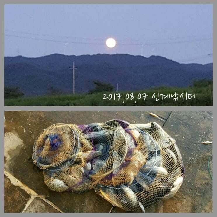 폭염속 출조 (유료터정보 - 유료터조행기)