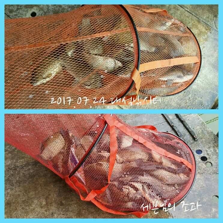 2박3일의 강행군 ㅡ 대석낚시터 (유료터정보 - 유료터조행기)