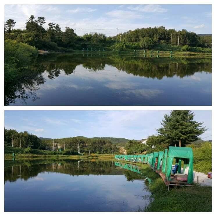 경주 삼괴정낚시터 ㅡ 짜릿한 손맛 (유료터정보 - 유료터조행기)