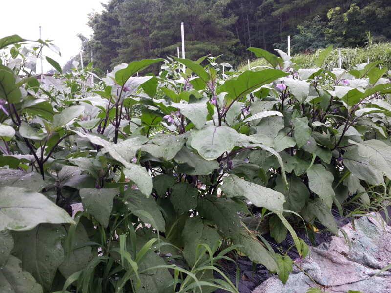 주말농장과 낚시터 (유료터정보 - 유료터조행기)