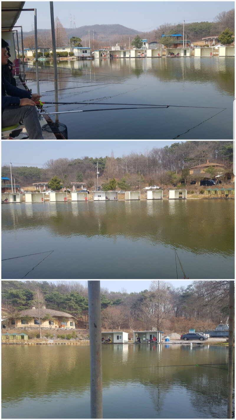 청월낚시터 다녀왔습니다 (유료터정보 - 유료터조행기)