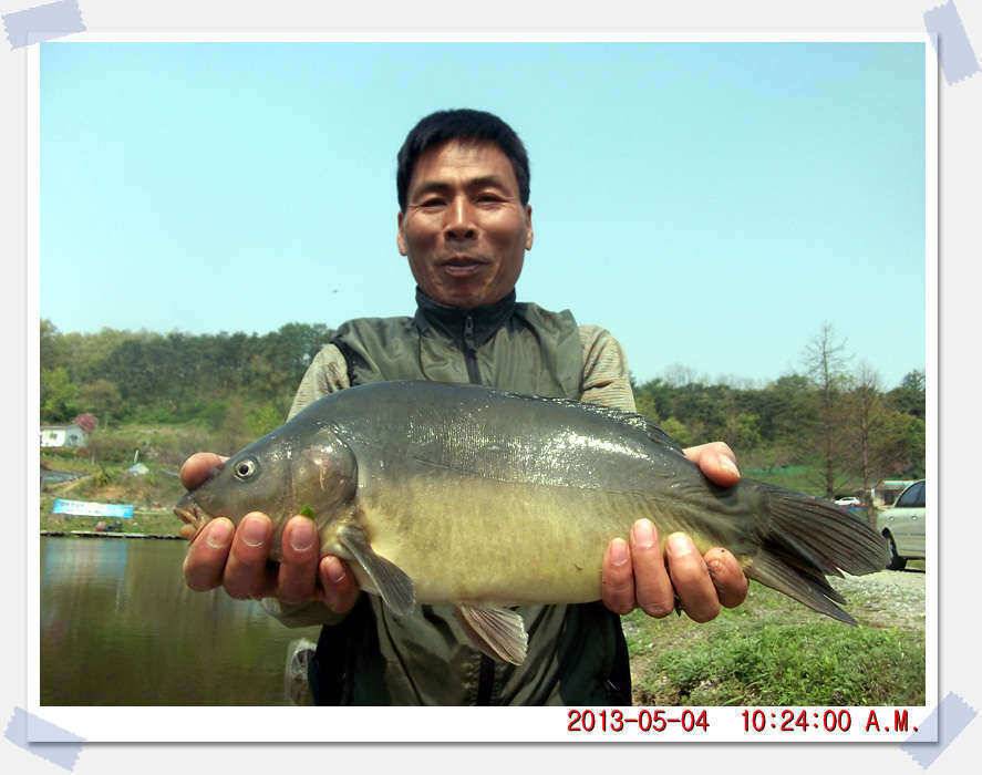 충남 아산 월선낚시터 5월 4일 실시간 조황보고 (유료터정보 - 유료터조행기)