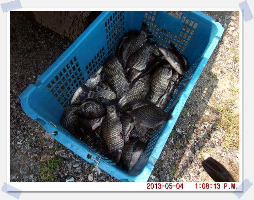 충남 아산 월선낚시터 5월 4일 실시간 조황보고 (유료터정보 - 유료터조행기)