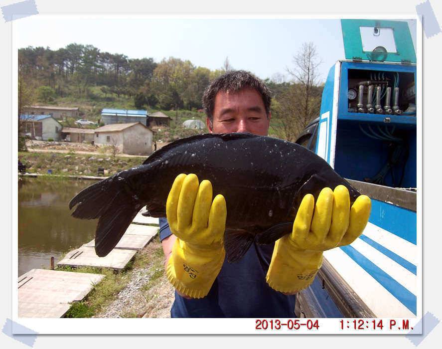 충남 아산 월선낚시터 5월 4일 실시간 조황보고 (유료터정보 - 유료터조행기)
