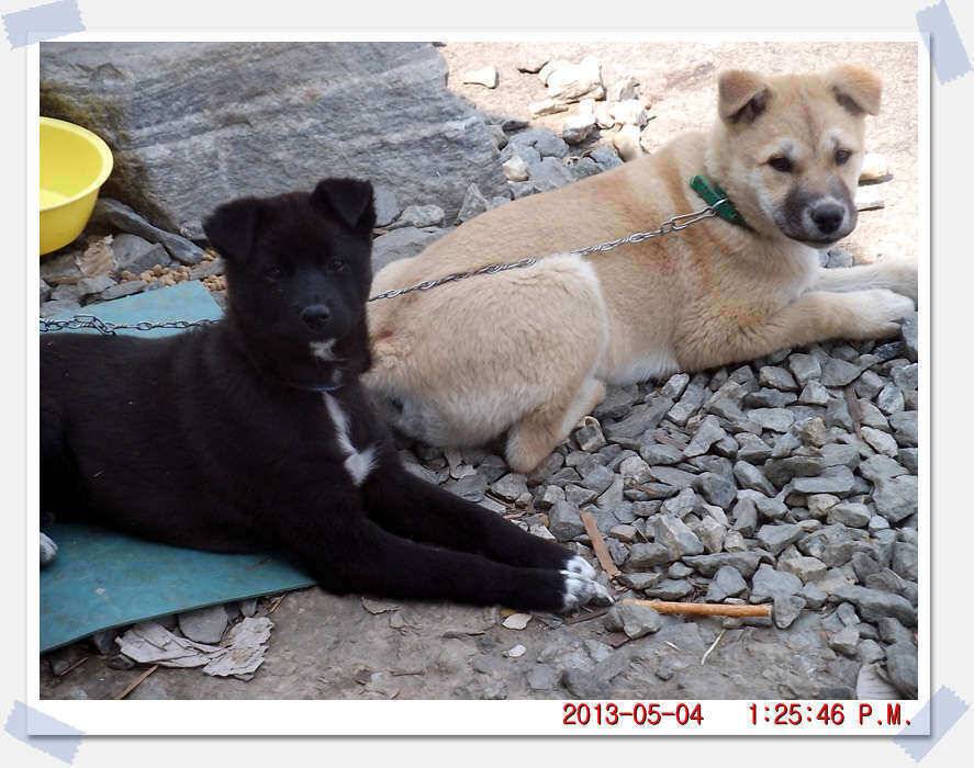 충남 아산 월선낚시터 5월 4일 실시간 조황보고 (유료터정보 - 유료터조행기)