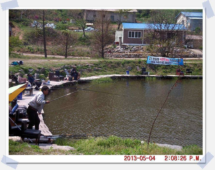 충남 아산 월선낚시터 5월 4일 실시간 조황보고 (유료터정보 - 유료터조행기)
