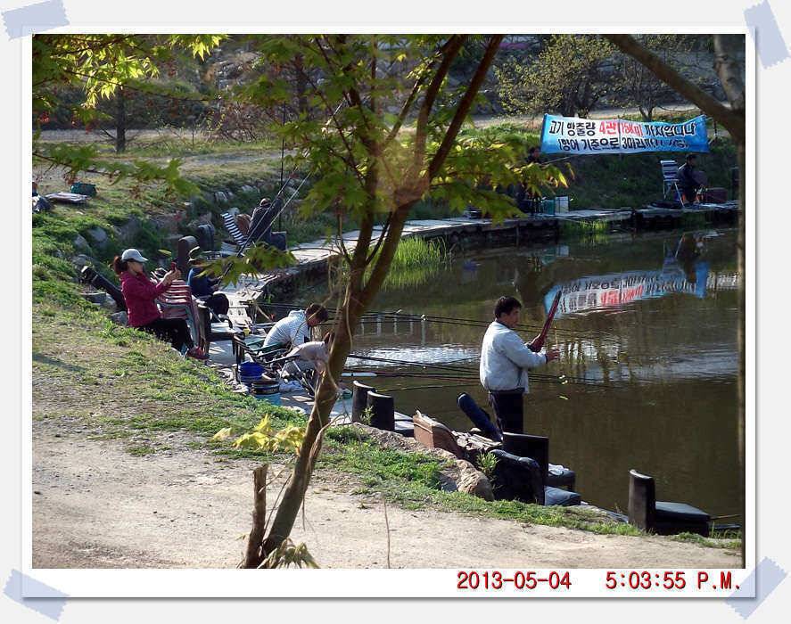 충남 아산 월선낚시터 5월 4일 실시간 조황보고 (유료터정보 - 유료터조행기)