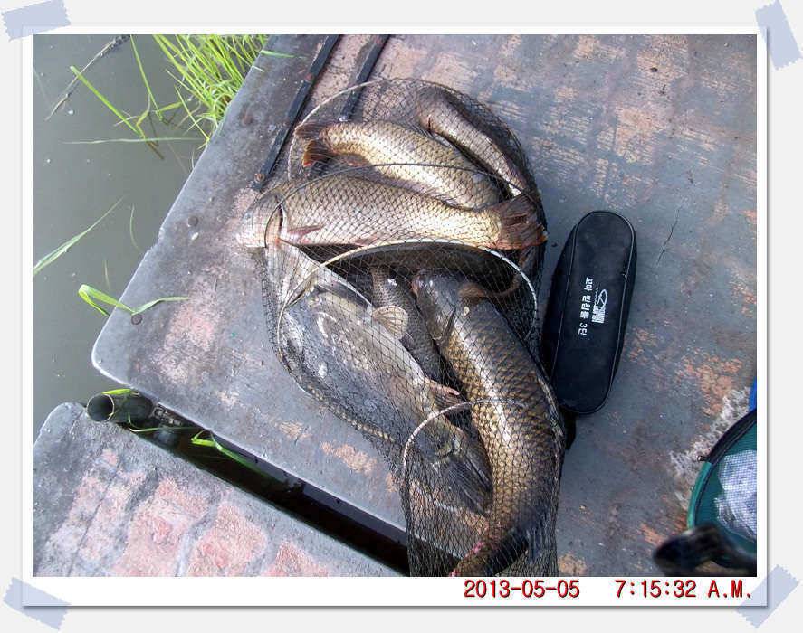 충남 아산 월선낚시터 5월 4일 실시간 조황보고 (유료터정보 - 유료터조행기)