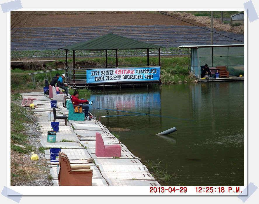 충남 아산 월선낚시터 4월 29일 실시간 조황보고 (유료터정보 - 유료터조행기)