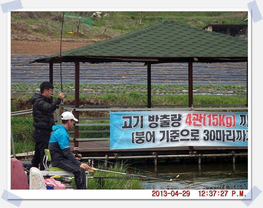 충남 아산 월선낚시터 4월 29일 실시간 조황보고 (유료터정보 - 유료터조행기)