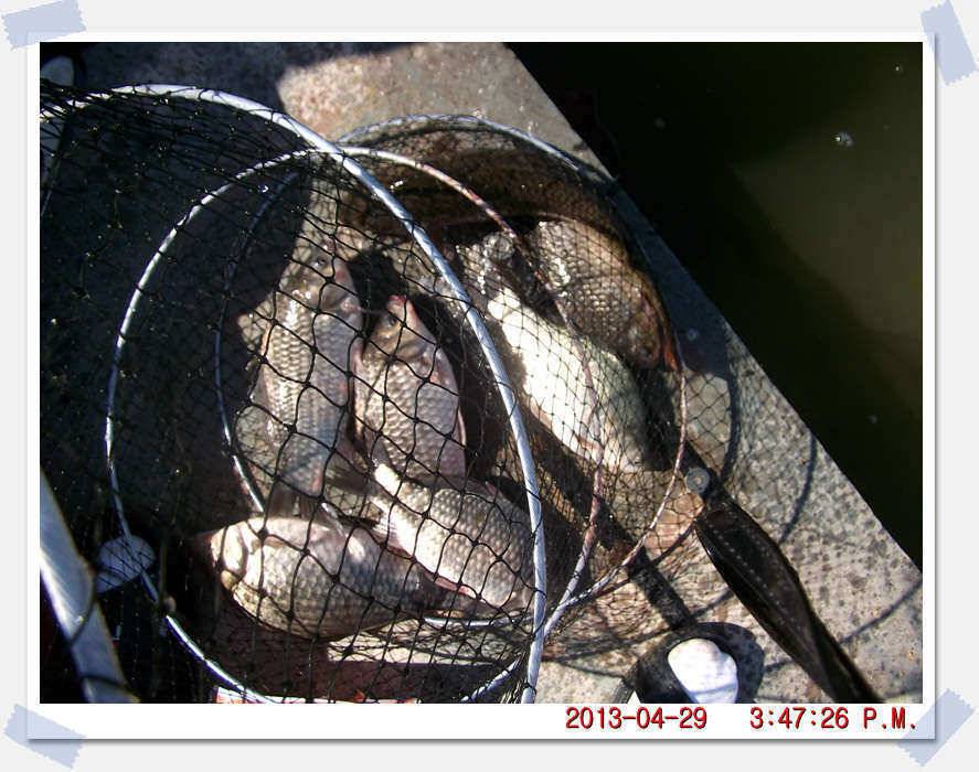 충남 아산 월선낚시터 4월 29일 실시간 조황보고 (유료터정보 - 유료터조행기)