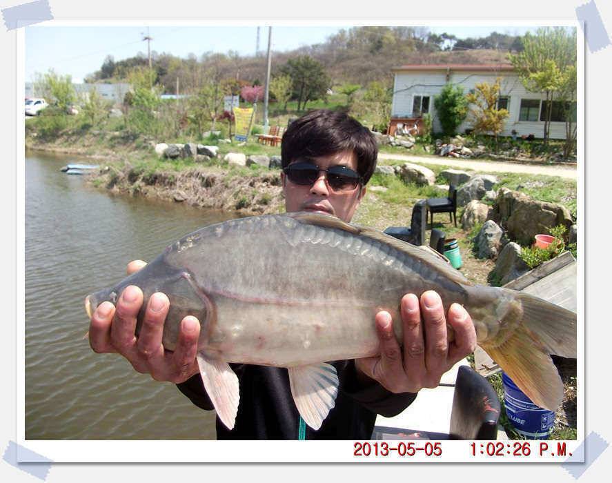 충남 아산 월선낚시터 5월 5일 실시간 조황보고 (유료터정보 - 유료터조행기)