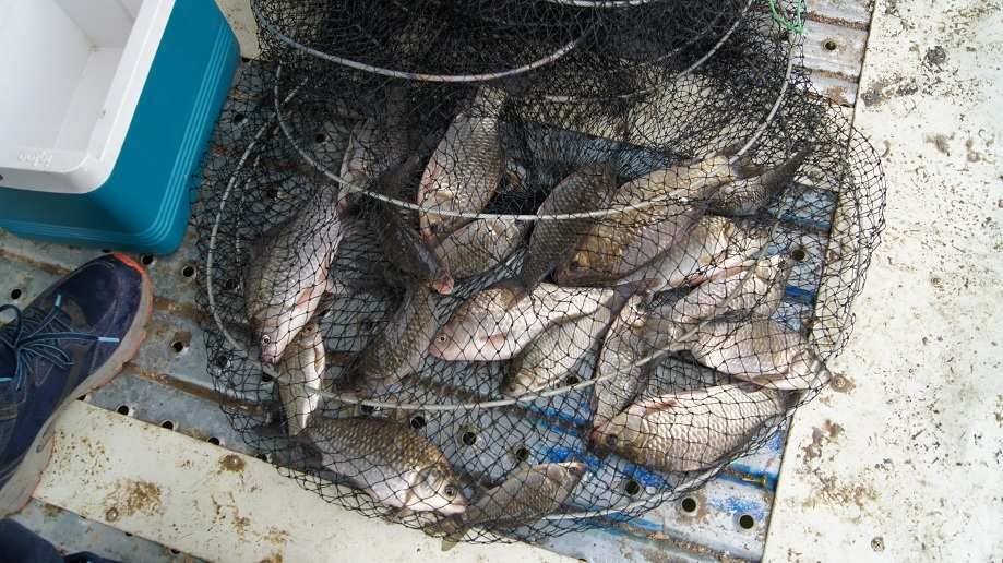 소근리낚시터 토종붕어 전문 낚시터 태안 소근지입니다 묵직한 손맛을 준비하고 새롭게 조사님들을 모십니다 (유료터정보 - 유료터조행기)