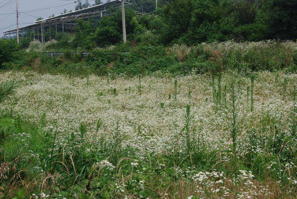 본죽낚시터손맛터 (유료터정보 - 유료터조행기)