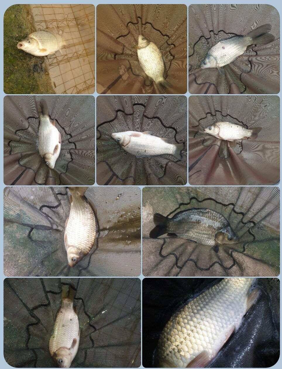 새해 첫 낚시삼하낚시터 (유료터정보 - 유료터조행기)
