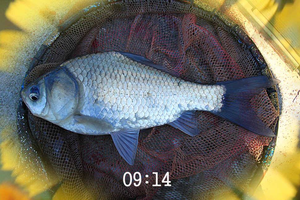 知魚知己 마둔낚시터 (유료터정보 - 유료터조행기)
