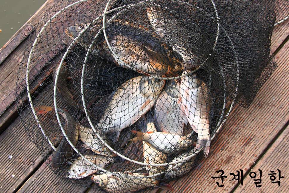 조황이 살아나나요 만정낚시터 (유료터정보 - 유료터조행기)