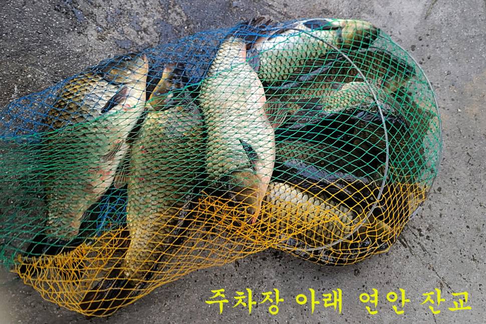 입동에 찾아 온 대박 (유료터정보 - 유료터조행기)
