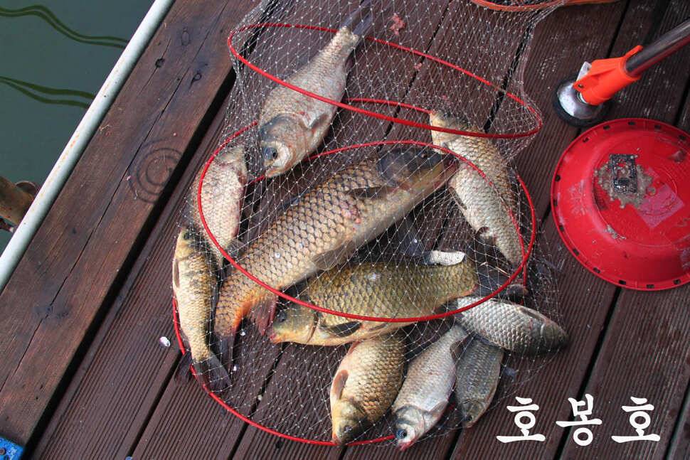 6월 14일 만정지 (유료터정보 - 유료터조행기)