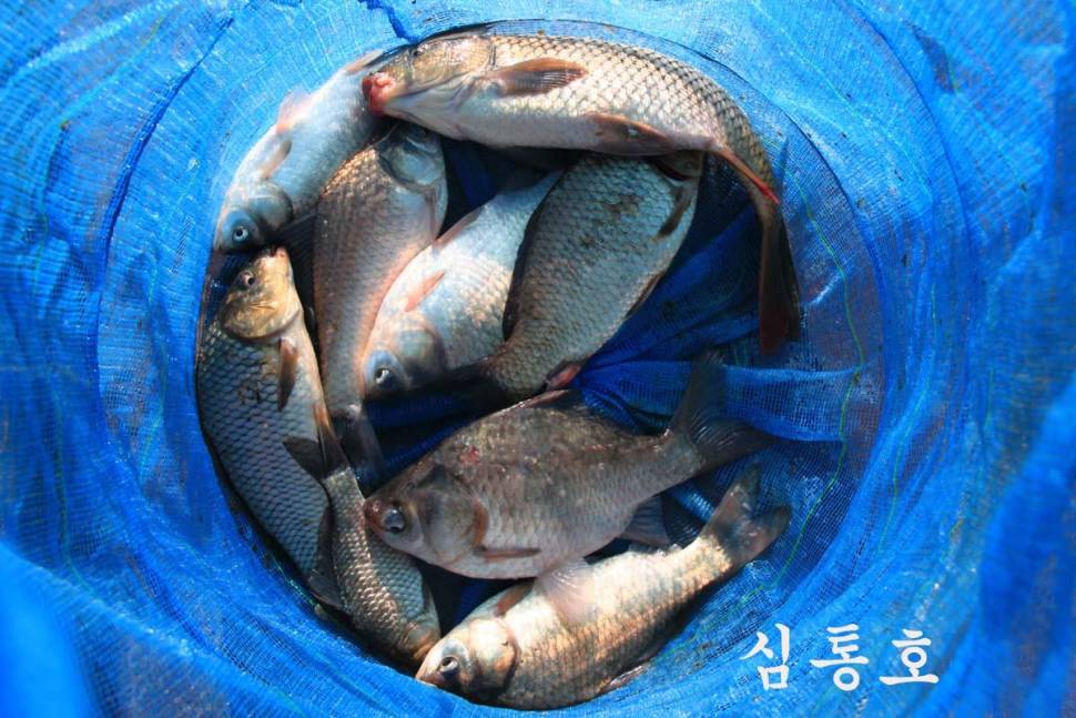 비가 왔어도 잘 나오네요 ― 만정낚시터 (유료터정보 - 유료터조행기)