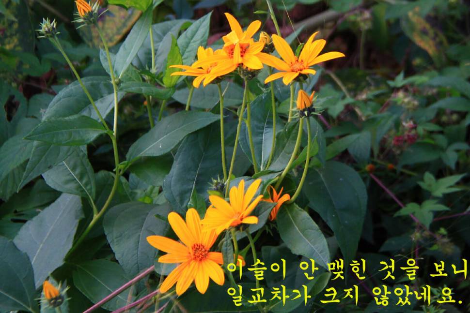 9월의 선물 만정낚시터 (유료터정보 - 유료터조행기)