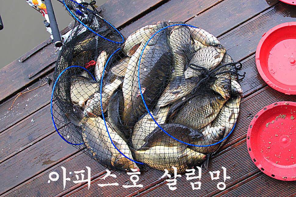 붕어들의 역습 만정낚시터 (유료터정보 - 유료터조행기)