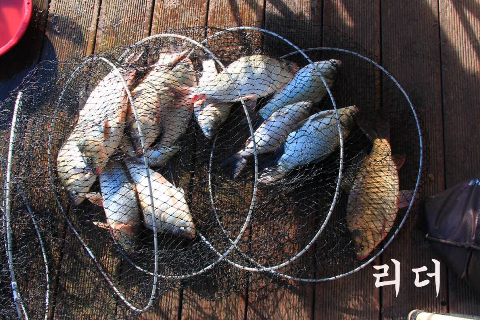 만정낚시터 4주째 대박 행진 (유료터정보 - 유료터조행기)