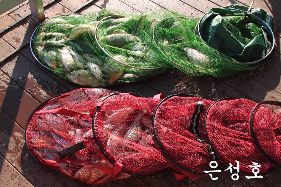 이번 주에도 대박 만정낚시터 (유료터정보 - 유료터조행기)