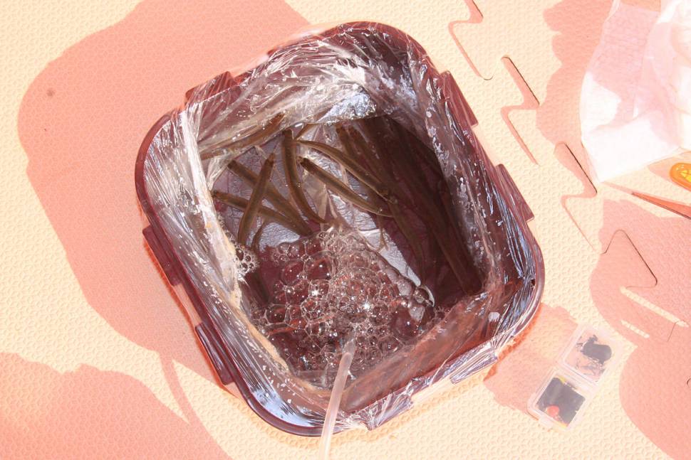 아주 신났습니다 마둔낚시터 빙어 (유료터정보 - 유료터조행기)