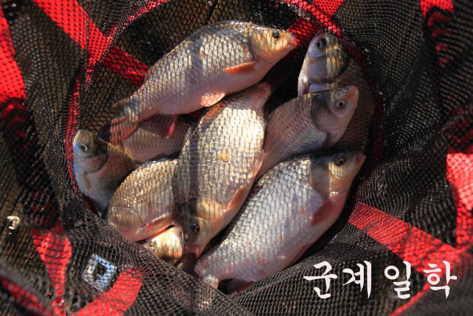 만정낚시터 4주째 대박 행진 (유료터정보 - 유료터조행기)
